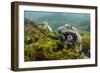 Marine Iguana Underwater, Fernandina Island, Galapagos, Ecuador-Pete Oxford-Framed Photographic Print