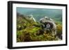 Marine Iguana Underwater, Fernandina Island, Galapagos, Ecuador-Pete Oxford-Framed Photographic Print