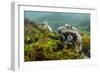 Marine Iguana Underwater, Fernandina Island, Galapagos, Ecuador-Pete Oxford-Framed Photographic Print