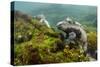 Marine Iguana Underwater, Fernandina Island, Galapagos, Ecuador-Pete Oxford-Stretched Canvas