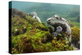 Marine Iguana Underwater, Fernandina Island, Galapagos, Ecuador-Pete Oxford-Stretched Canvas