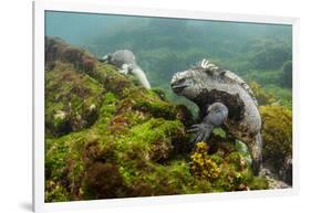 Marine Iguana Underwater, Fernandina Island, Galapagos, Ecuador-Pete Oxford-Framed Photographic Print