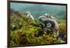 Marine Iguana Underwater, Fernandina Island, Galapagos, Ecuador-Pete Oxford-Framed Photographic Print