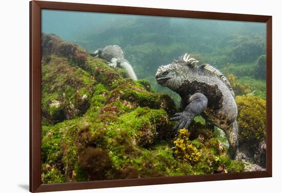 Marine Iguana Underwater, Fernandina Island, Galapagos, Ecuador-Pete Oxford-Framed Photographic Print