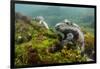 Marine Iguana Underwater, Fernandina Island, Galapagos, Ecuador-Pete Oxford-Framed Photographic Print