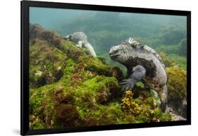 Marine Iguana Underwater, Fernandina Island, Galapagos, Ecuador-Pete Oxford-Framed Photographic Print