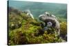 Marine Iguana Underwater, Fernandina Island, Galapagos, Ecuador-Pete Oxford-Stretched Canvas