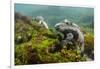 Marine Iguana Underwater, Fernandina Island, Galapagos, Ecuador-Pete Oxford-Framed Premium Photographic Print