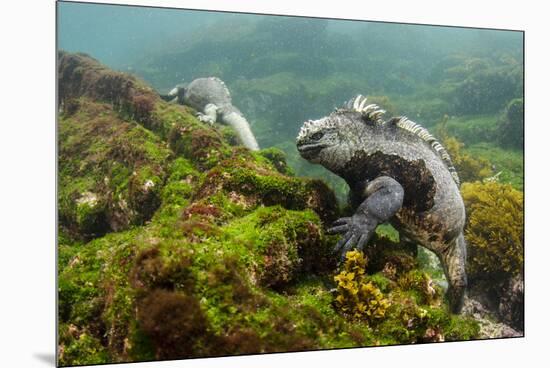 Marine Iguana Underwater, Fernandina Island, Galapagos, Ecuador-Pete Oxford-Mounted Premium Photographic Print