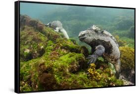 Marine Iguana Underwater, Fernandina Island, Galapagos, Ecuador-Pete Oxford-Framed Stretched Canvas