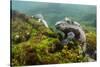 Marine Iguana Underwater, Fernandina Island, Galapagos, Ecuador-Pete Oxford-Stretched Canvas