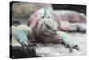 Marine Iguana Warming on a Rock-DLILLC-Stretched Canvas