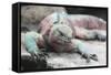 Marine Iguana Warming on a Rock-DLILLC-Framed Stretched Canvas