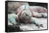 Marine Iguana Warming on a Rock-DLILLC-Framed Stretched Canvas