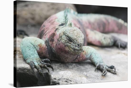 Marine Iguana Warming on a Rock-DLILLC-Stretched Canvas