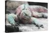 Marine Iguana Warming on a Rock-DLILLC-Stretched Canvas