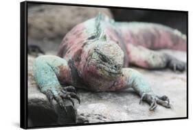 Marine Iguana Warming on a Rock-DLILLC-Framed Stretched Canvas