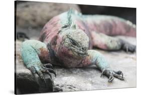 Marine Iguana Warming on a Rock-DLILLC-Stretched Canvas