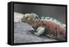 Marine Iguana Warming on a Rock-DLILLC-Framed Stretched Canvas