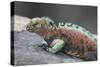 Marine Iguana Warming on a Rock-DLILLC-Stretched Canvas