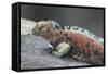 Marine Iguana Warming on a Rock-DLILLC-Framed Stretched Canvas