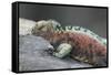 Marine Iguana Warming on a Rock-DLILLC-Framed Stretched Canvas