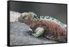 Marine Iguana Warming on a Rock-DLILLC-Framed Stretched Canvas