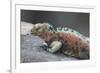 Marine Iguana Warming on a Rock-DLILLC-Framed Photographic Print