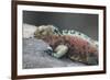 Marine Iguana Warming on a Rock-DLILLC-Framed Photographic Print