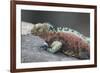 Marine Iguana Warming on a Rock-DLILLC-Framed Photographic Print