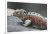 Marine Iguana Warming on a Rock-DLILLC-Framed Photographic Print