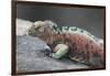 Marine Iguana Warming on a Rock-DLILLC-Framed Photographic Print