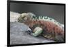 Marine Iguana Warming on a Rock-DLILLC-Framed Photographic Print