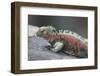 Marine Iguana Warming on a Rock-DLILLC-Framed Photographic Print