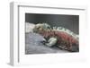 Marine Iguana Warming on a Rock-DLILLC-Framed Photographic Print