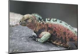 Marine Iguana Warming on a Rock-DLILLC-Mounted Photographic Print