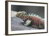 Marine Iguana Warming on a Rock-DLILLC-Framed Photographic Print