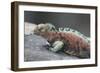 Marine Iguana Warming on a Rock-DLILLC-Framed Photographic Print