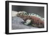 Marine Iguana Warming on a Rock-DLILLC-Framed Photographic Print