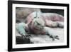 Marine Iguana Warming on a Rock-DLILLC-Framed Photographic Print