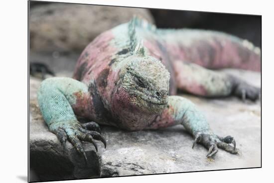 Marine Iguana Warming on a Rock-DLILLC-Mounted Photographic Print