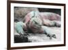 Marine Iguana Warming on a Rock-DLILLC-Framed Photographic Print