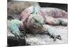 Marine Iguana Warming on a Rock-DLILLC-Mounted Photographic Print