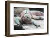 Marine Iguana Warming on a Rock-DLILLC-Framed Photographic Print