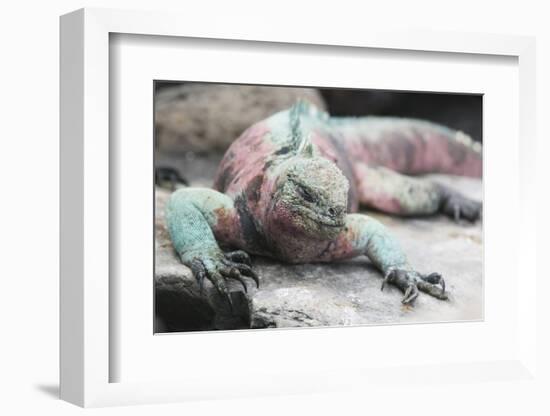 Marine Iguana Warming on a Rock-DLILLC-Framed Photographic Print