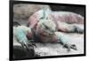 Marine Iguana Warming on a Rock-DLILLC-Framed Photographic Print