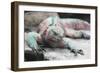 Marine Iguana Warming on a Rock-DLILLC-Framed Photographic Print