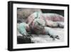 Marine Iguana Warming on a Rock-DLILLC-Framed Photographic Print