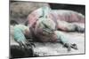 Marine Iguana Warming on a Rock-DLILLC-Mounted Photographic Print