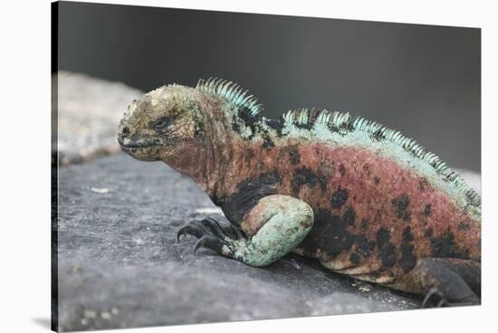 Marine Iguana Warming on a Rock-DLILLC-Stretched Canvas